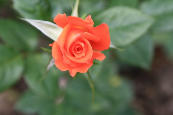 IMG_3245.JPG