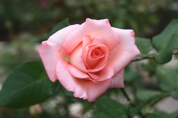 IMG_3248.JPG