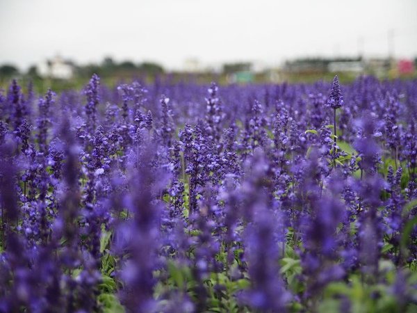 IMG_4868(001).jpg