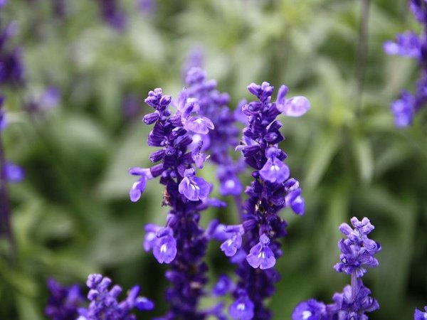 IMG_4907.jpg