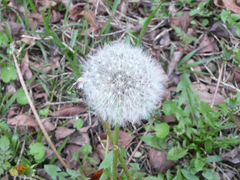 P1540941a.jpg