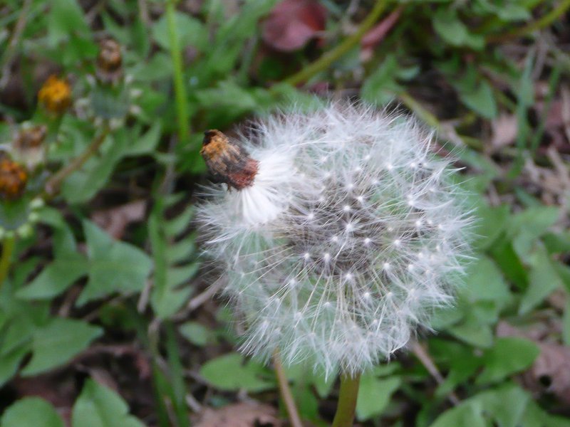 P1540930a.jpg