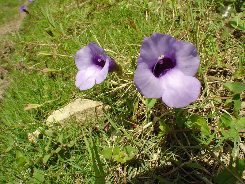 DSC040081.jpg