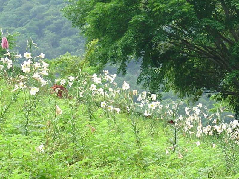 DSC025061.jpg