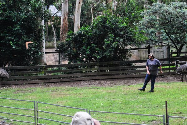 律律-Koala Park Sanctuary06