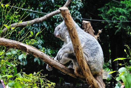 律律-Koala Park Sanctuary13