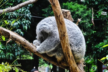 律律-Koala Park Sanctuary14