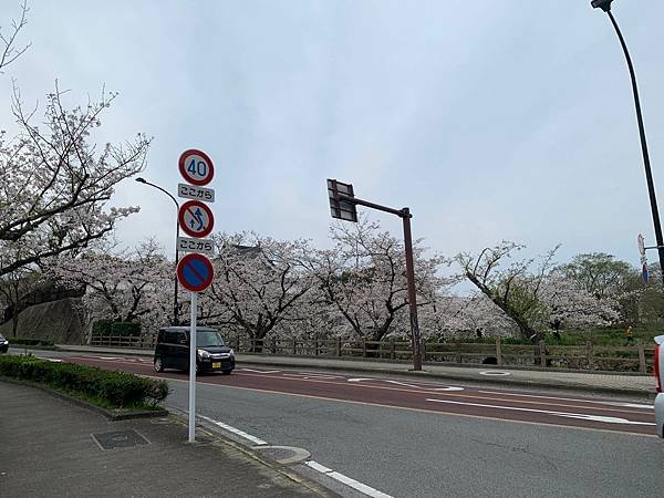 [日本][九州][福岡][景點] 舞鶴公園櫻花季 | 福岡賞