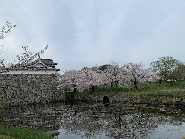 [日本][九州][福岡][景點] 舞鶴公園櫻花季 | 福岡賞