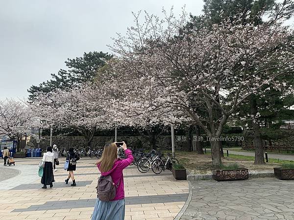 [日本][九州][福岡][景點] 小倉一日遊 | 小倉城櫻花