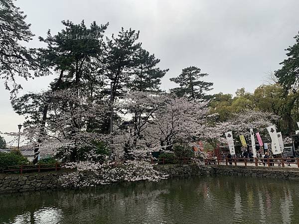 [日本][九州][福岡][景點] 小倉一日遊 | 小倉城櫻花