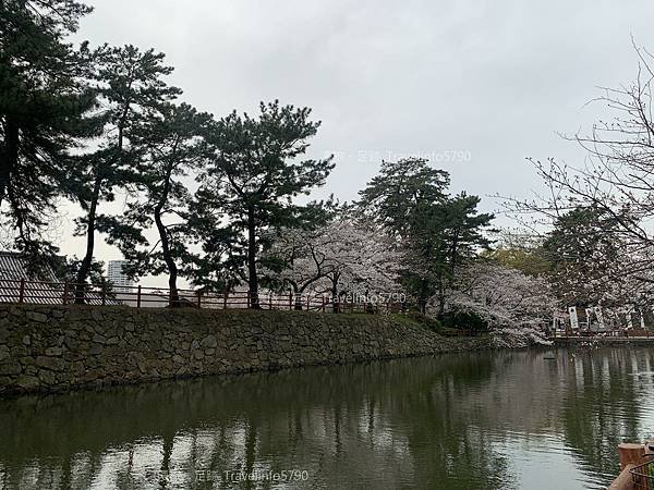 [日本][九州][福岡][景點] 小倉一日遊 | 小倉城櫻花