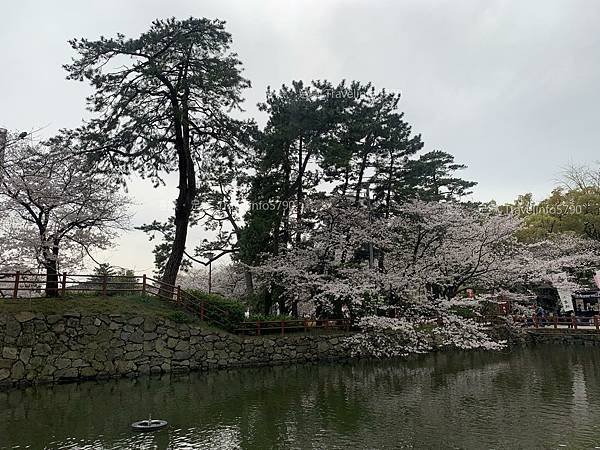 [日本][九州][福岡][景點] 小倉一日遊 | 小倉城櫻花