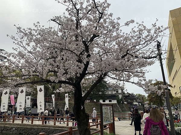 [日本][九州][福岡][景點] 小倉一日遊 | 小倉城櫻花