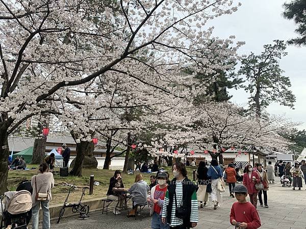 [日本][九州][福岡][景點] 小倉一日遊 | 小倉城櫻花