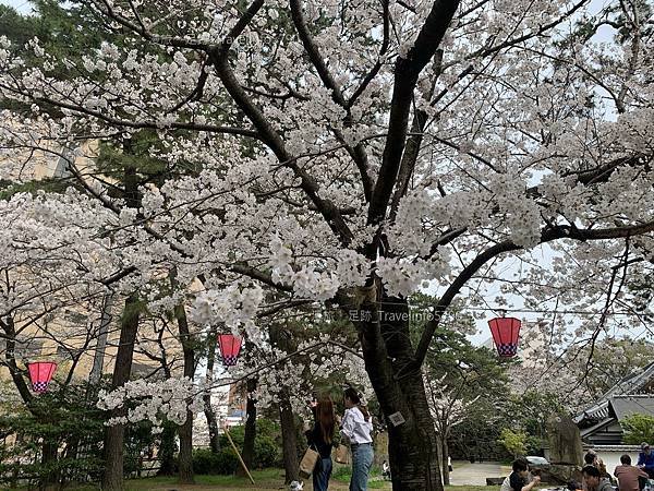 [日本][九州][福岡][景點] 小倉一日遊 | 小倉城櫻花