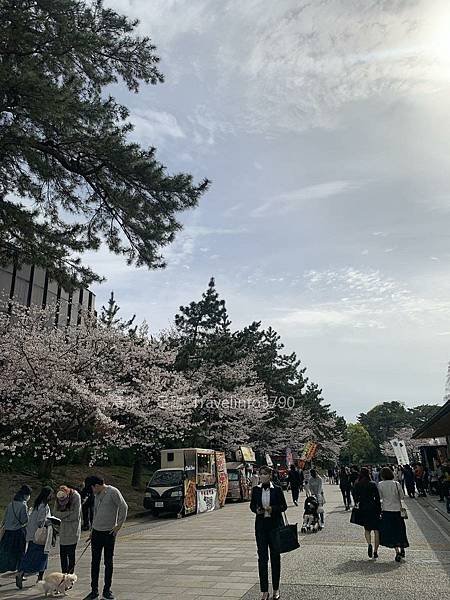 [日本][九州][福岡][景點] 小倉一日遊 | 小倉城櫻花