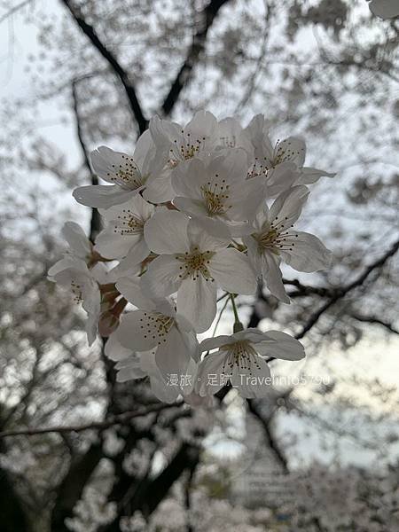 [日本][九州][福岡][景點] 小倉一日遊 | 小倉城櫻花