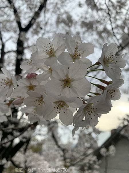 [日本][九州][福岡][景點] 小倉一日遊 | 小倉城櫻花