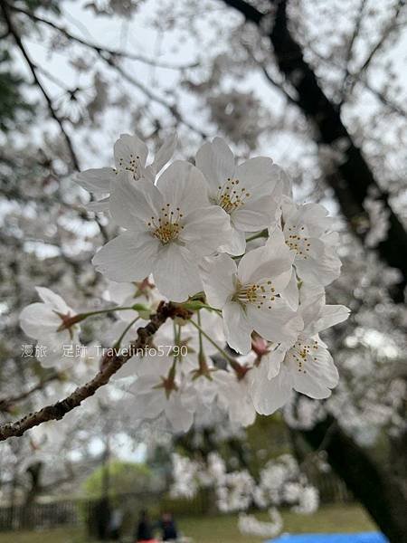 [日本][九州][福岡][景點] 小倉一日遊 | 小倉城櫻花