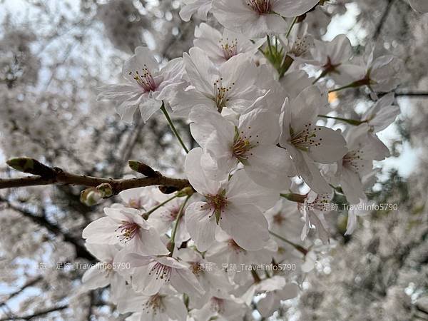 [日本][九州][福岡][景點] 小倉一日遊 | 小倉城櫻花