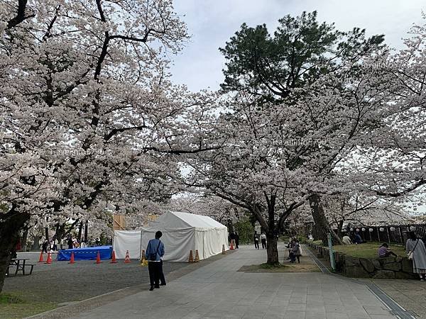 [日本][九州][福岡][景點] 小倉一日遊 | 小倉城櫻花