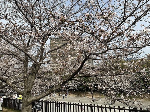 [日本][九州][福岡][景點] 小倉一日遊 | 小倉城櫻花