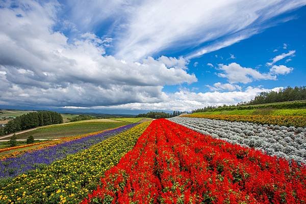 北海道花田