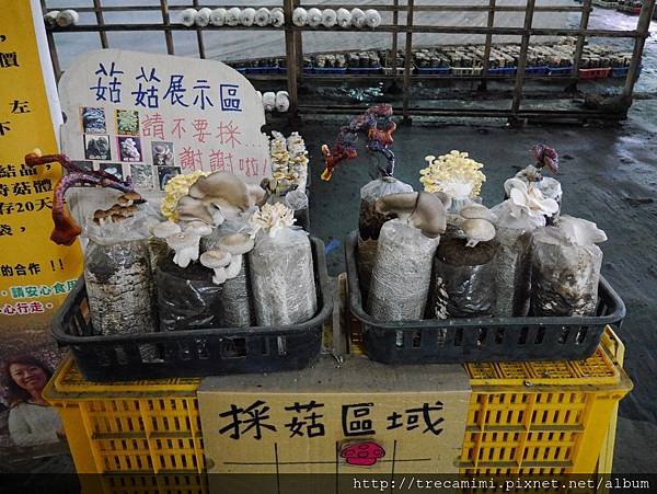 菇類展示區也是向遊客解說的教材.jpg