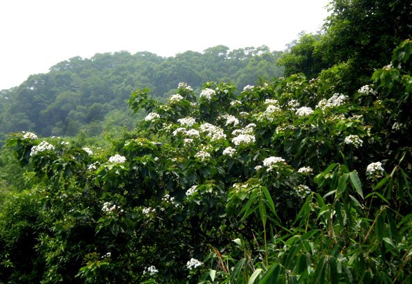 山谷桐花