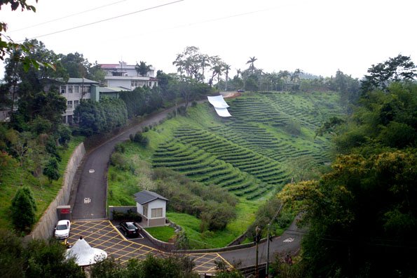 茶園迴彎