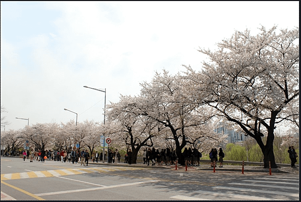 3영등포 여의도 봄꽃축제