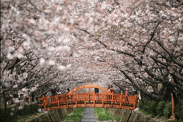 2부산 진해 벚꽃