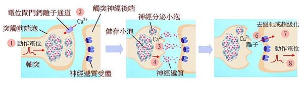 Trillia Peptide_撫平皺紋_3.jpg