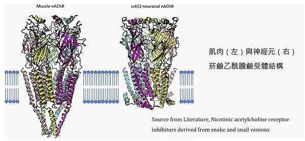 Trillia Peptide_撫平皺紋_6.jpg