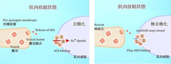 Trillia Peptide_撫平皺紋_7.jpg