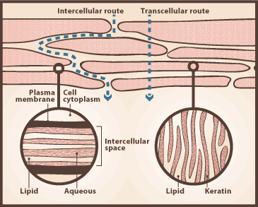 transdermal magnesium