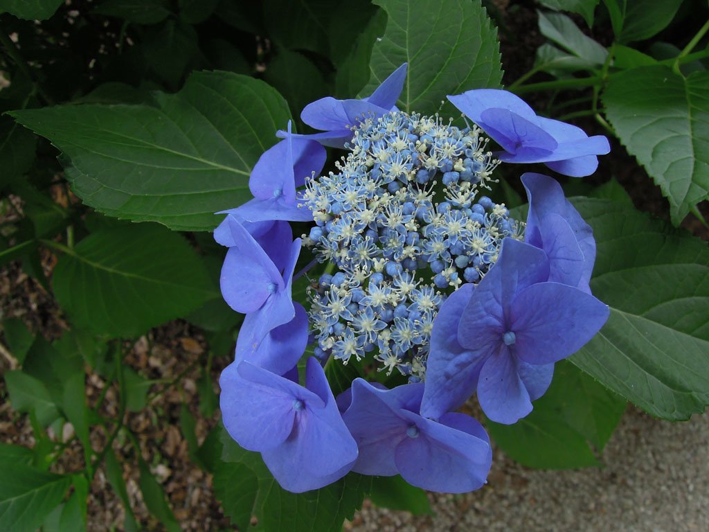 DSCN5606.JPG