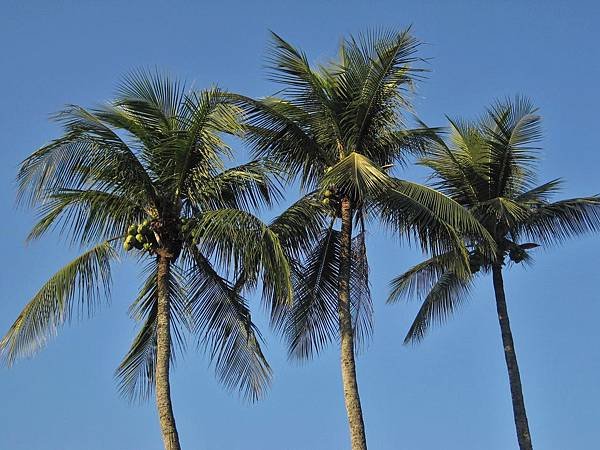 royal-palms-1225858_1920.jpg