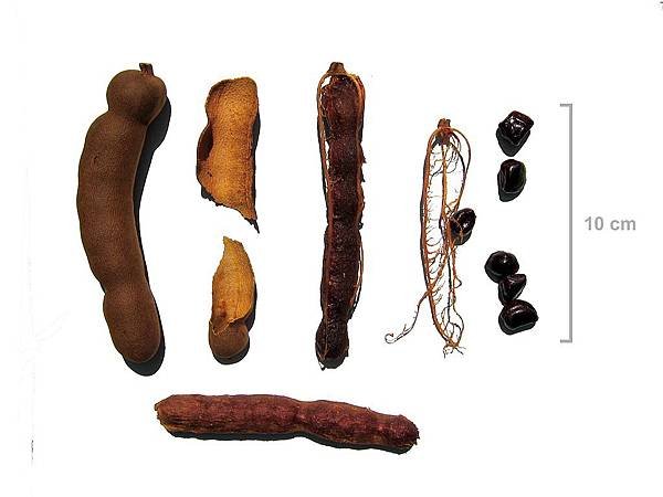 1024px-Tamarind_pods_edible_part.jpg