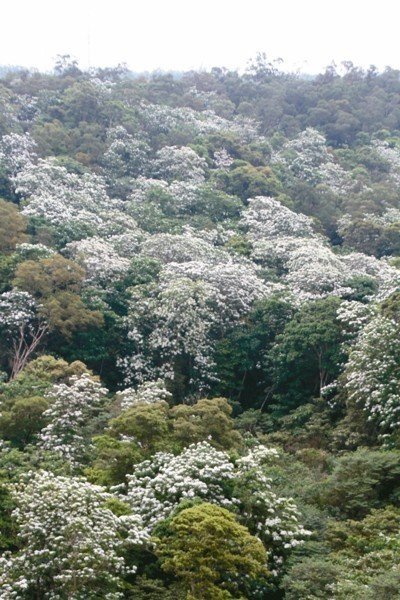 竹東「四月雪」桐花祭-各地的油桐已陸續盛開，苗栗地區油桐正盛開，山間的「四月雪」美不勝收