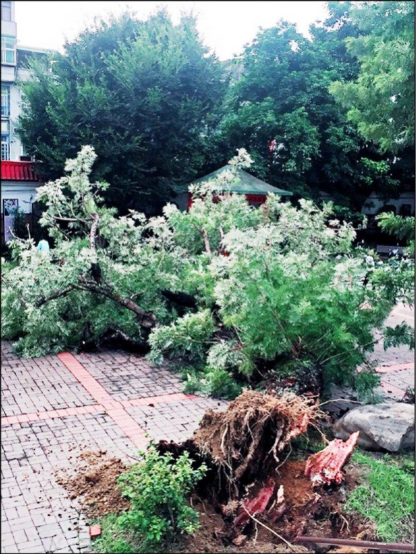 竹東鎮戲曲公園裡一棵60多歲的大銀樺樹，因不堪利奇馬颱風吹襲，昨天清晨倒伏。.jpg