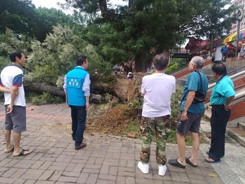 不堪強風吹襲 新竹縣竹東鎮竹東戲曲公園60餘歲大銀樺樹倒塌 竹東60餘歲銀樺樹 根朽風倒大銀樺樹遭強風吹襲倒塌，鎮長羅吉祥（左二）上午到場勘查。.jpg