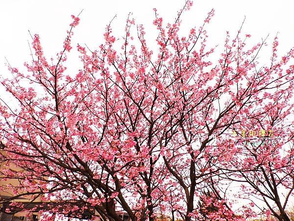 平菁街櫻花 (7).JPG