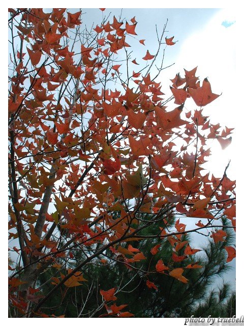 往電塔途中遇見火紅的樹