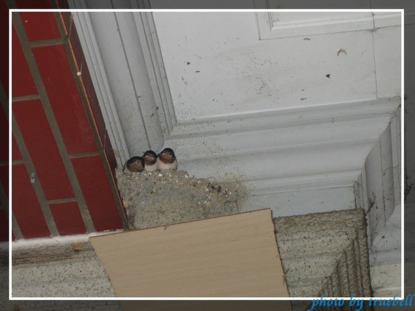 PhotoCap_006.jpg