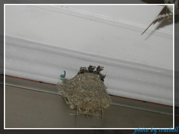 PhotoCap_007.jpg