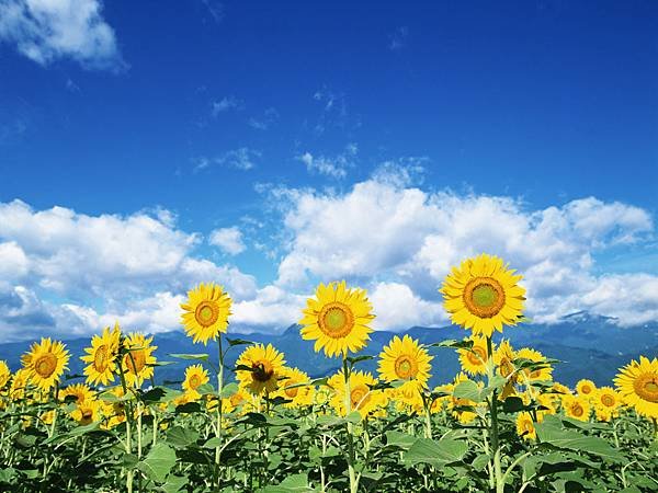 1600x1200_Blue_Sky_Flowers_HM051_350A