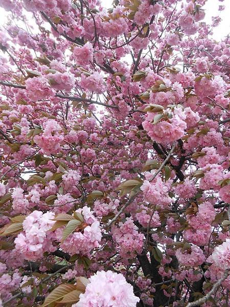 DSCN2677.JPG