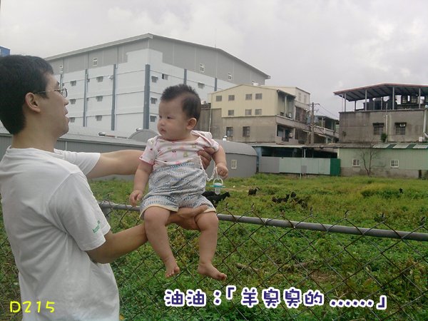油油看羊_2.jpg